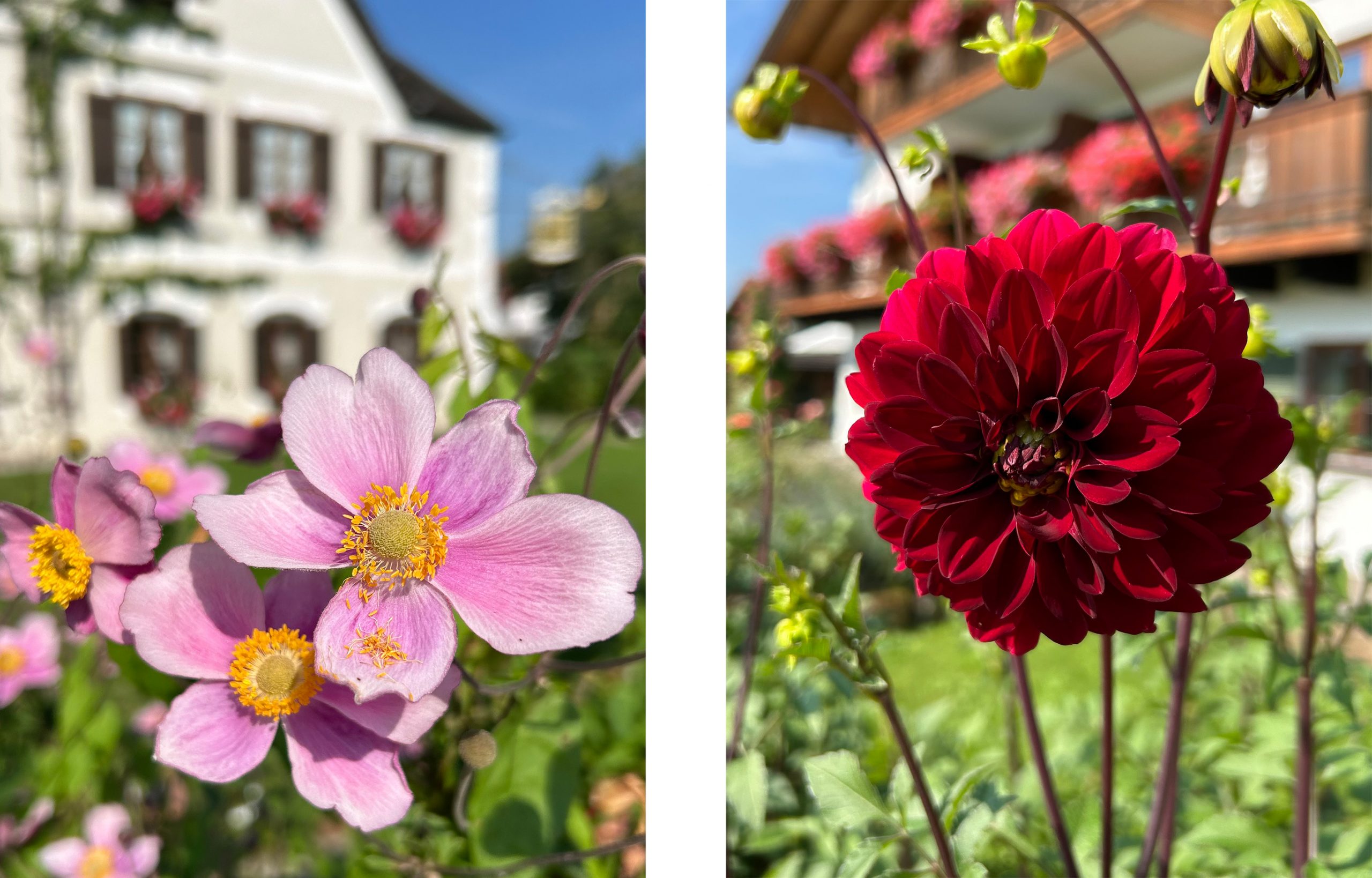 blumen_zeichnen_seminar_insel
